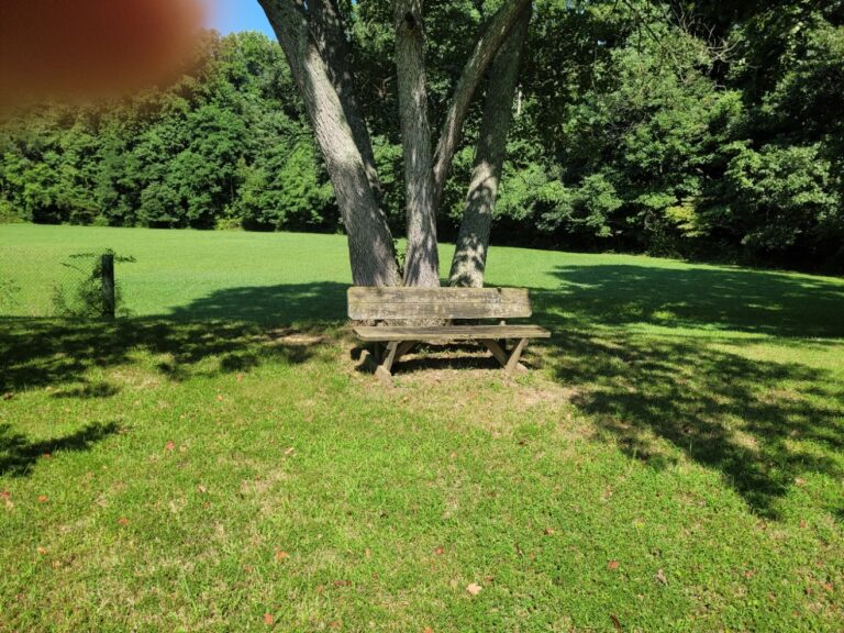 A bench along the paved walking track